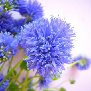 ギリヤ カピタータ