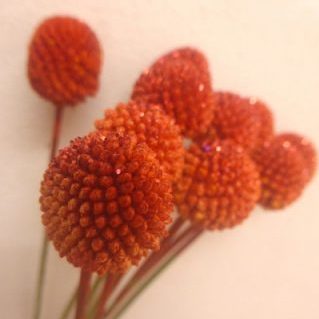 クラスペディア