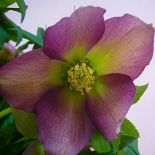 クリスマスローズ