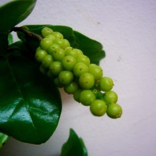 グリーンキャビア