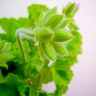 グリーンフレークゼラ