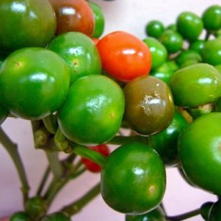 コニカルグリーン