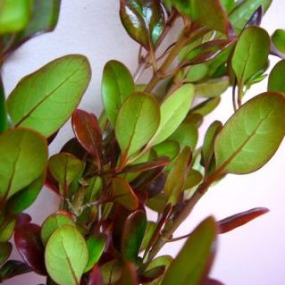 コプロスマコーヒー