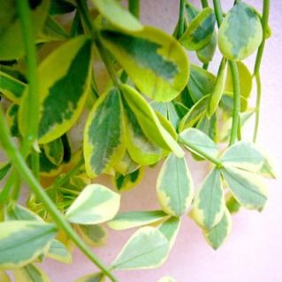 コロニラ バエリガータ