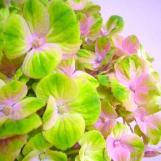 コーラルグリーン