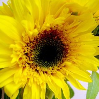 ゴッホのヒマワリ