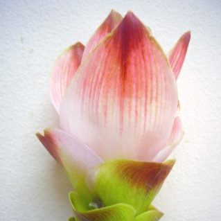 サイアムシルク