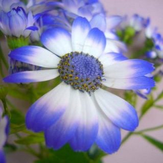 サイネリア ティア