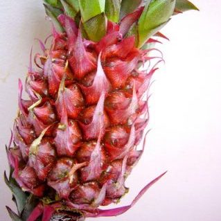 サンライズ（パイン）