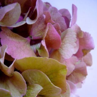 シビルCLピンク