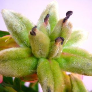 シャクヤクシード