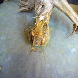 シロカワナンキン