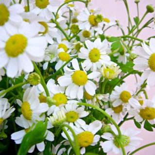 シングルペグモ