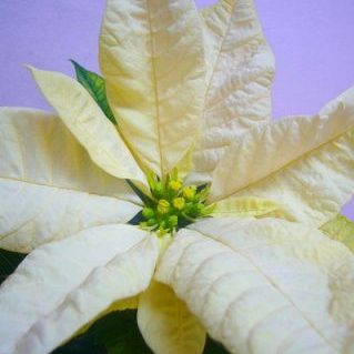 ジェスターホワイト