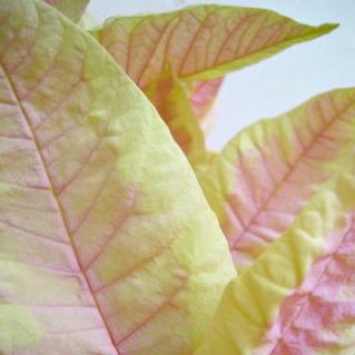 ジェスターマーブル