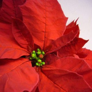 ジェスターレッド