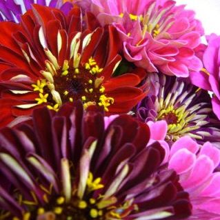 ジニアロイヤル