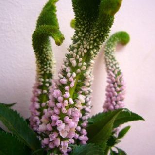 スイートエイリアン ピンク