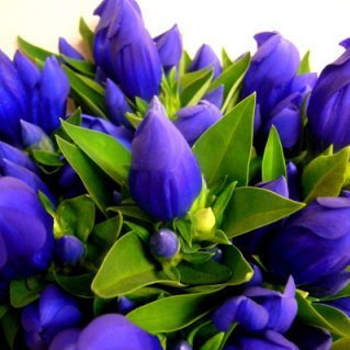 スカイブルー（しなの3号）