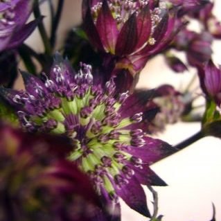 スターオブファイアー