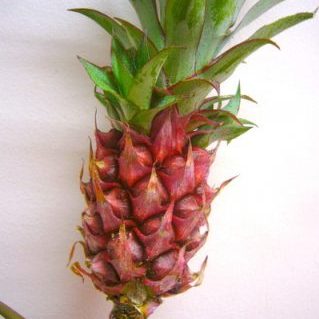 スタールージュ