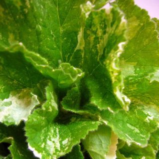 スノーフレーク