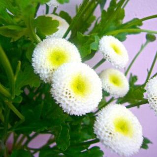 スノーボールエクストラ