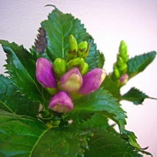 スピードリオン