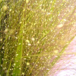 スモークグラス