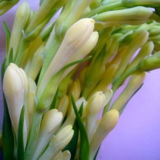 スーパーベビー