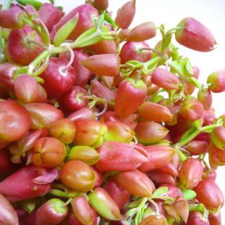 セイロンベンケイソウ