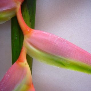 セクシーピンク