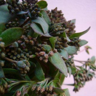 セダムチョコレート