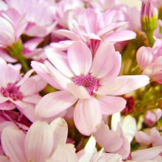 セネシオ ティアサーモン