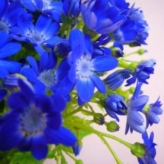 セネシオ ティアマリン