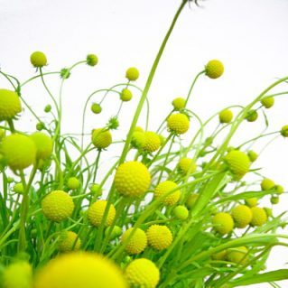 セファロフォラ アロマティカ