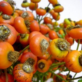 センセーショナルファンタジー