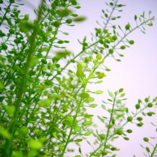 タラスピ オフリアム