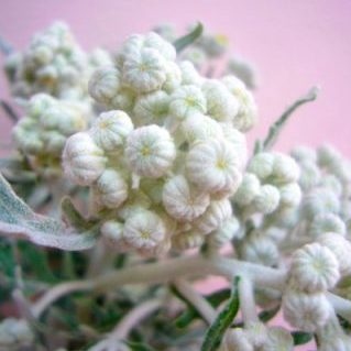 ダスティーミラー