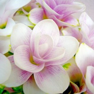 チェリーPRデーン