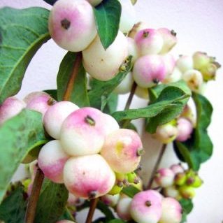 チャーミングファンタジー