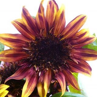 チョコフレーク