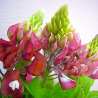 テキサスマルーン