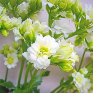 テンダーホワイト