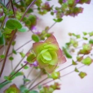 ディクタムナス