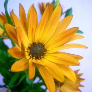 デモルサンセット