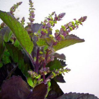 トゥルシーバジル