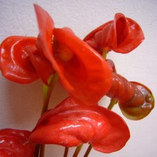 トロピカルレッド 奇形