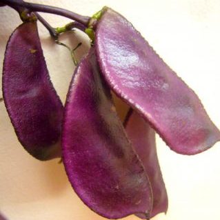 ドリコス ルビー