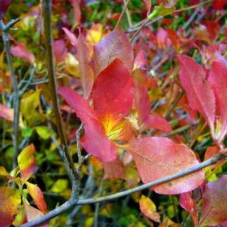 ドーダンツツジ